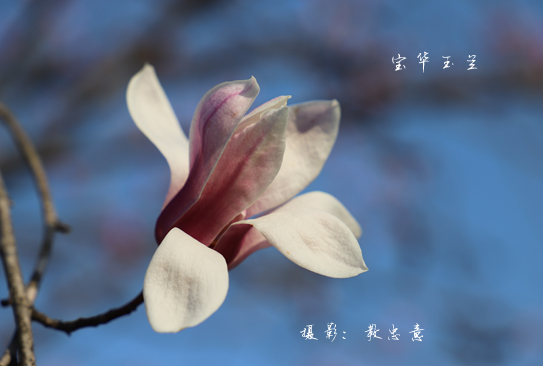 木兰科木兰属宝华玉兰 Magnolia zenii Cheng  (66)副本.jpg