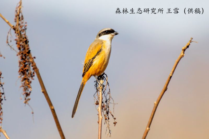 棕背伯劳