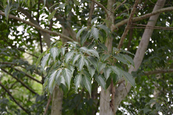 JAF-067 光皮梾木|江苏省林业科学研究院|省林科院|江苏林科院