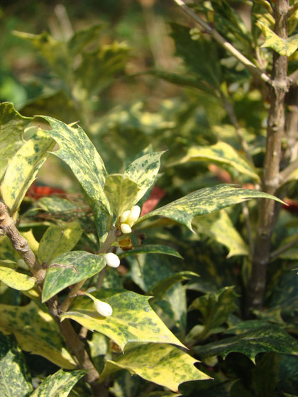 JAF-092 花叶柊树|江苏省林业科学研究院|省林科院|江苏林科院