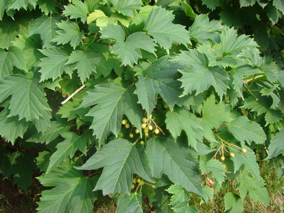 JAF-170 欧洲荚蒾|江苏省林业科学研究院|省林科院|江苏林科院