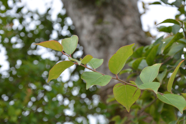 jaf-334 大风子科柞木属柞木.gif