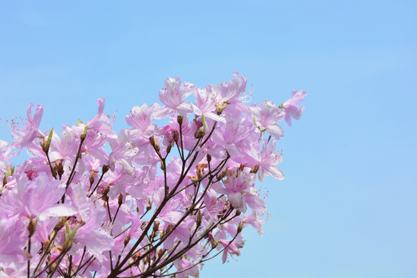 JAF-353 杜鹃花科杜鹃属满山红-Rhododendron-mariesii-Hemsl.-et-Wils.--(8).gif