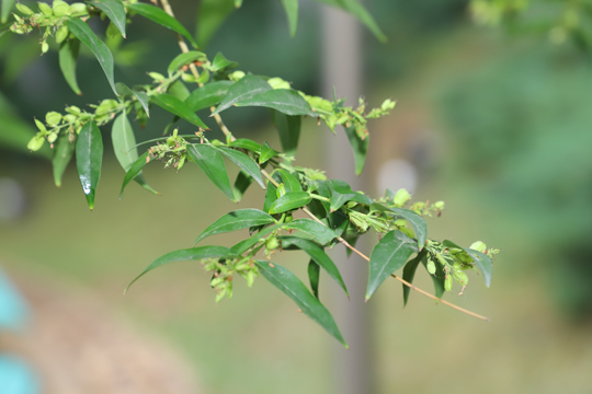 jaf-377 木樨科雪柳属雪柳.jpg