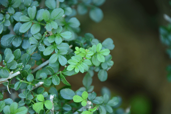 jaf-338 木樨科梣属湖北梣(对节白蜡).gif