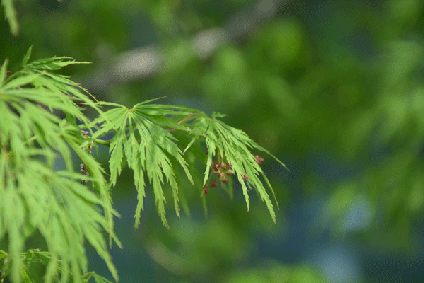 JAF-350 槭树科槭属羽毛槭.gif