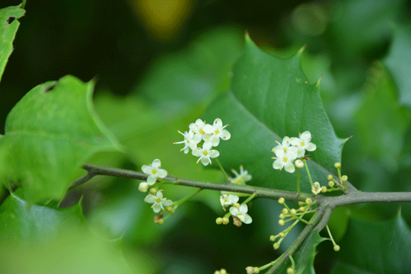 jaf-368 北美齿叶冬青