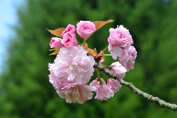 jaf-369 蔷薇科樱属日本晚樱"关山".gif