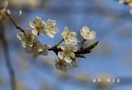 蔷薇科李属李 Prunus salicina Lindl.  (63)副本.jpg