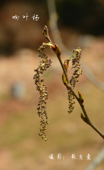 杨柳科杨属响叶杨 populus adenopoda maxim. (19)副本.jpg