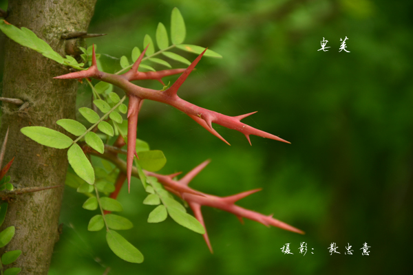 云实科皂荚属皂荚 Gleditsia sinensis Lam.  (118)副本.jpg