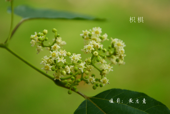 JAF-266 枳椇|江苏省林业科学研究院|省林科院|江苏林科院