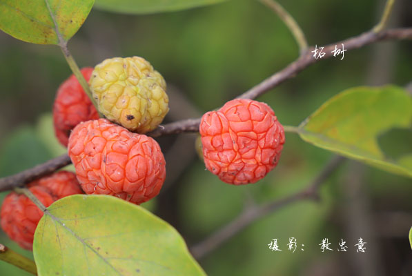 JAF-263 柘树|江苏省林业科学研究院|省林科院|江苏林科院