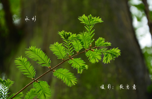 杉科水杉属水杉 Metasequoia glyptostroboides Hu et Cheng (27)副本.jpg