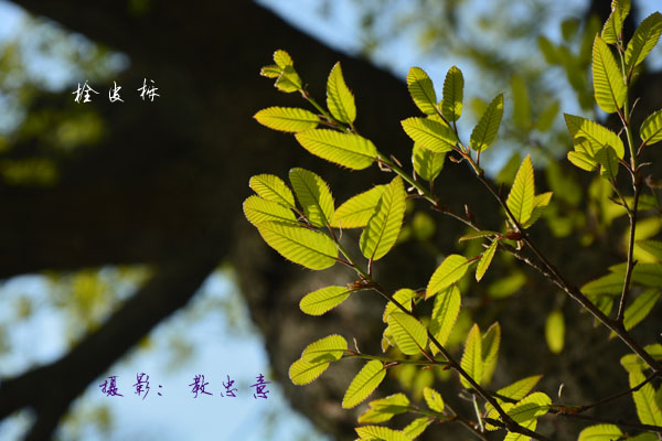 JAF-208 栓皮栎|江苏省林业科学研究院|省林科院|江苏林科院