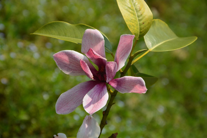 jaf380红花深山含笑