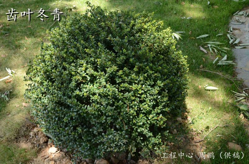 齿叶冬青